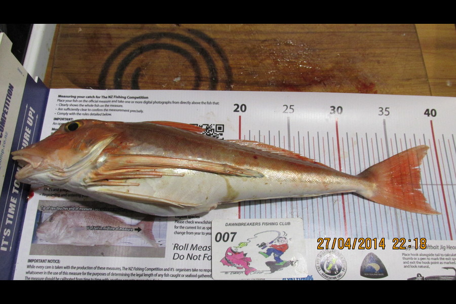 Ian Theobald caught this 37.5cm Gurnard at able tasman during The Export NZ Fishing Competition