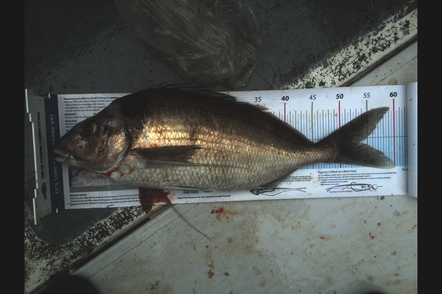 Gavin Henderson caught this 53.5cm Tarakihi at mana during The Export NZ Fishing Competition