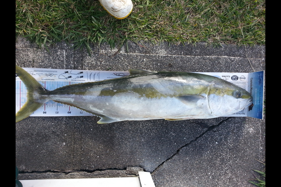 Spencer Roff caught this 97.0cm Kingfish at Graveyard Mussel Beds during The Export NZ Fishing Competition