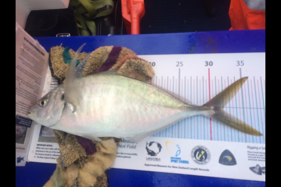 Shane Swinehart caught this 32.0cm Trevally at Port Jackson during The Export NZ Fishing Competition