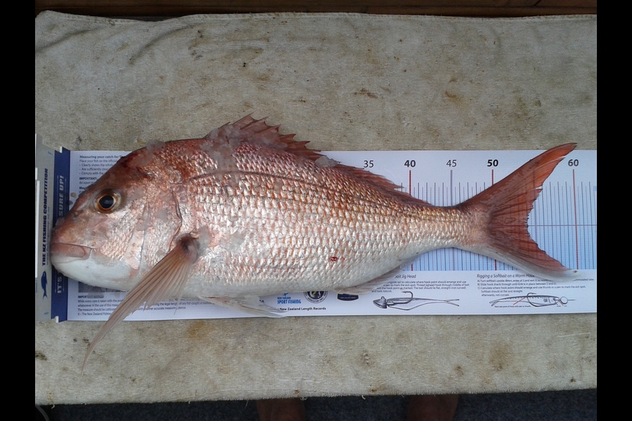 Colin Beard caught this 54.0cm Snapper at Takapuna during The Export NZ Fishing Competition
