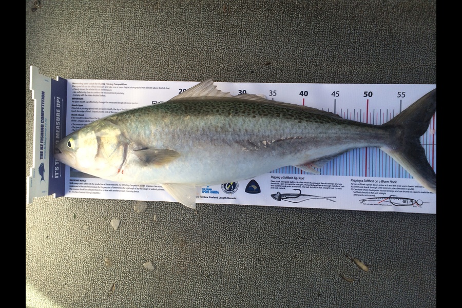 Shane Swinehart caught this 57.5cm Kahawai at The Elbow during The Export NZ Fishing Competition
