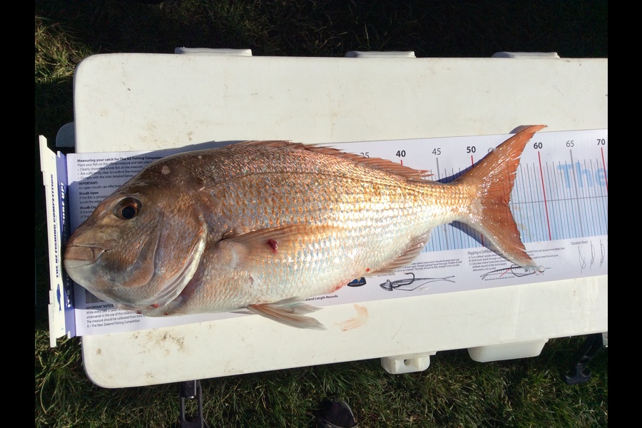 Kevin Walden caught this 54.5cm Snapper at Coromandel during The Export NZ Fishing Competition