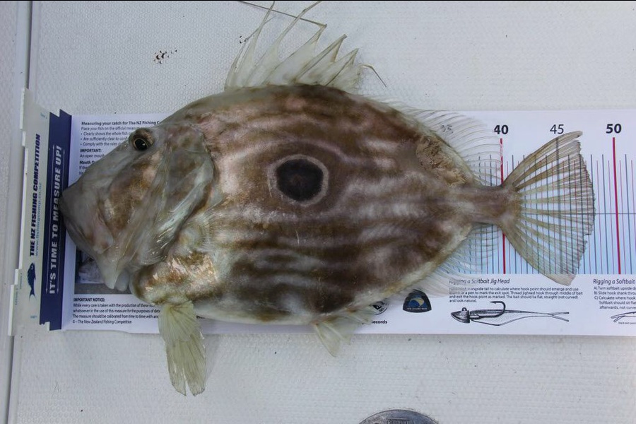 Peter Treacy caught this 48.0cm John Dory at Ahaha rocks during The Export NZ Fishing Competition