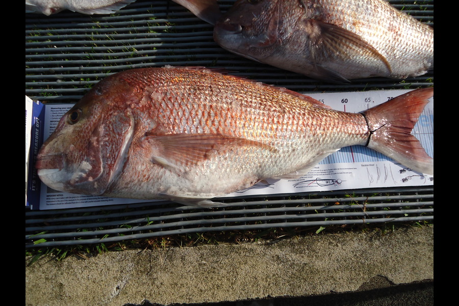 Ian Twist caught this 73.0cm Snapper at Channel Island during The Export NZ Fishing Competition
