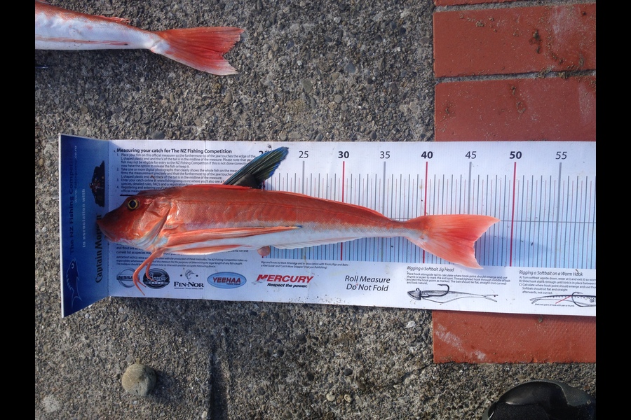 Anthony Murray caught this 45.5cm Gurnard at Wellington West Coast during The Export NZ Fishing Competition