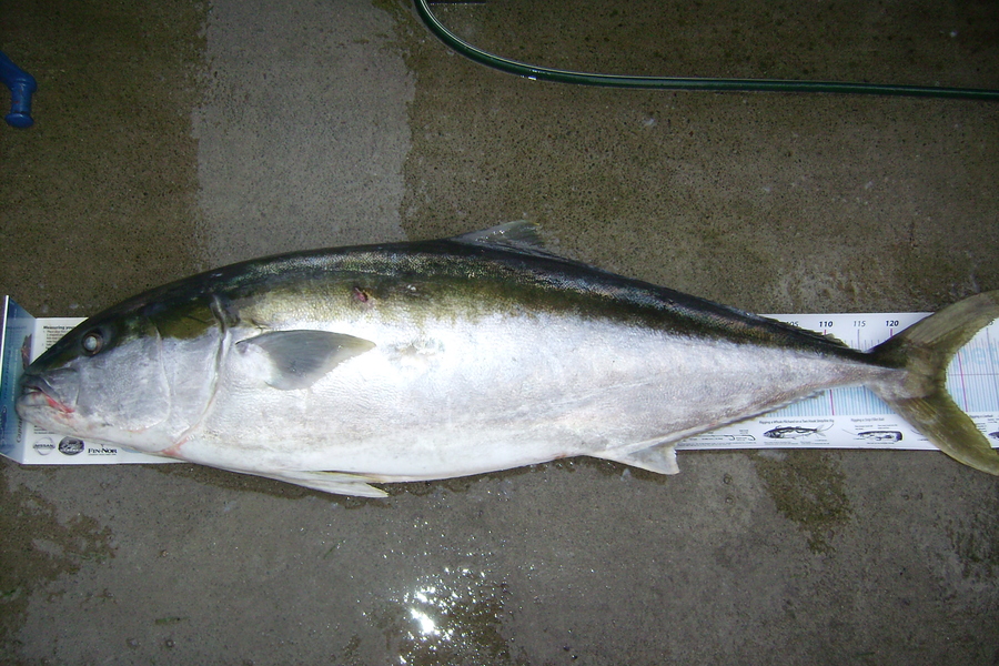 Craig Miller caught this 127.5cm Kingfish at Gisborne during The Export NZ Fishing Competition