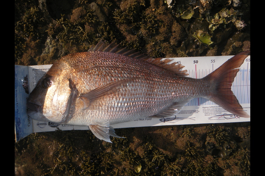 michael Jenkins caught this 60.0cm Snapper at hauraki gulf islands during The Export NZ Fishing Competition
