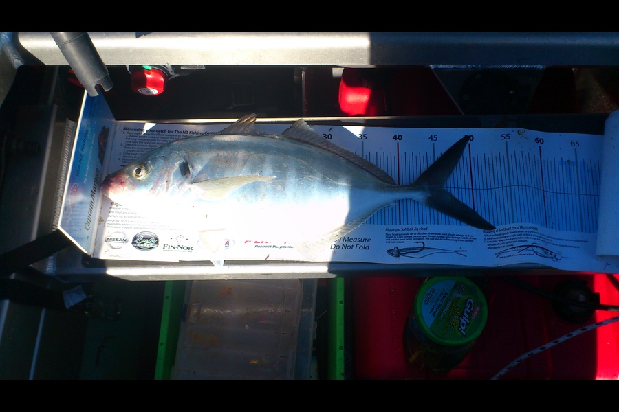 Dennis Grant caught this 46.0cm Trevally at Kapiti during The Export NZ Fishing Competition