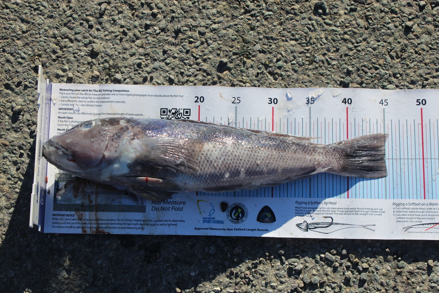 Mark Cotton caught this 45.0cm Blue Cod at Tasman Bay during The Export NZ Fishing Competition