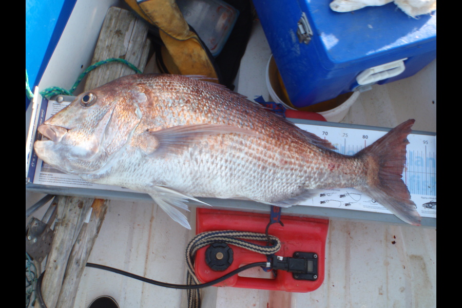 Geoff Preston caught this 89.0cm Snapper at Mokau during The Export NZ Fishing Competition