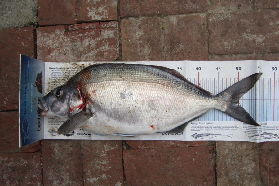 Ollie Gale caught this 50.0cm Blue Moki at banks peninsula during The Export NZ Fishing Competition