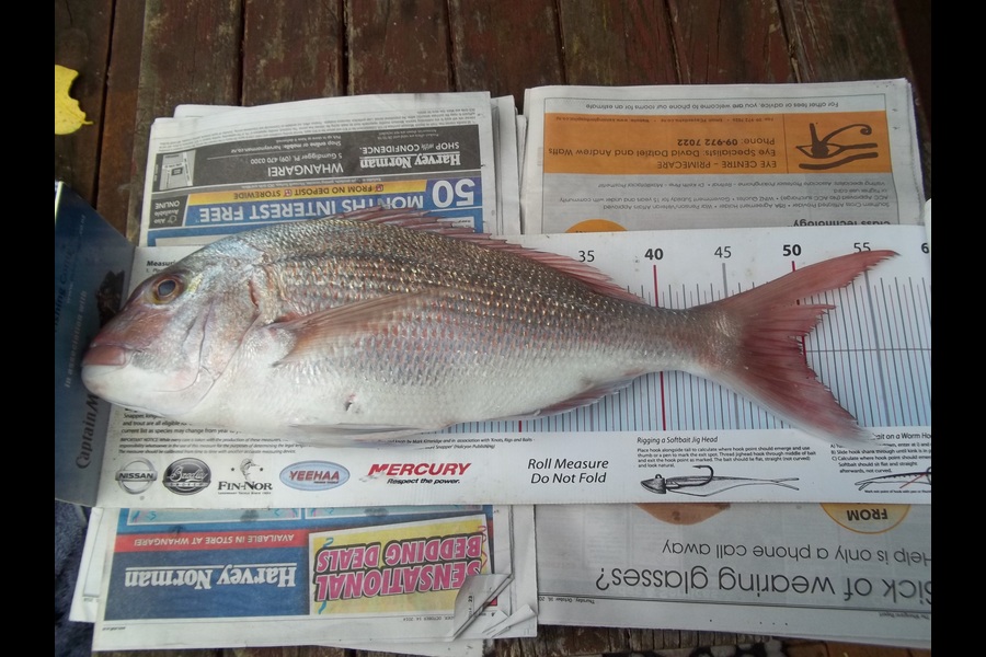 Allan Halvorson caught this 49.5cm Snapper at Bream Bay during The Export NZ Fishing Competition