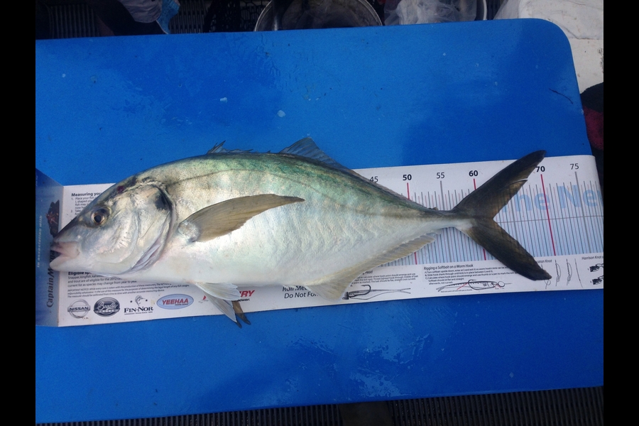 Tony Wiles caught this 62.0cm Trevally at Cape Karikari during The Export NZ Fishing Competition