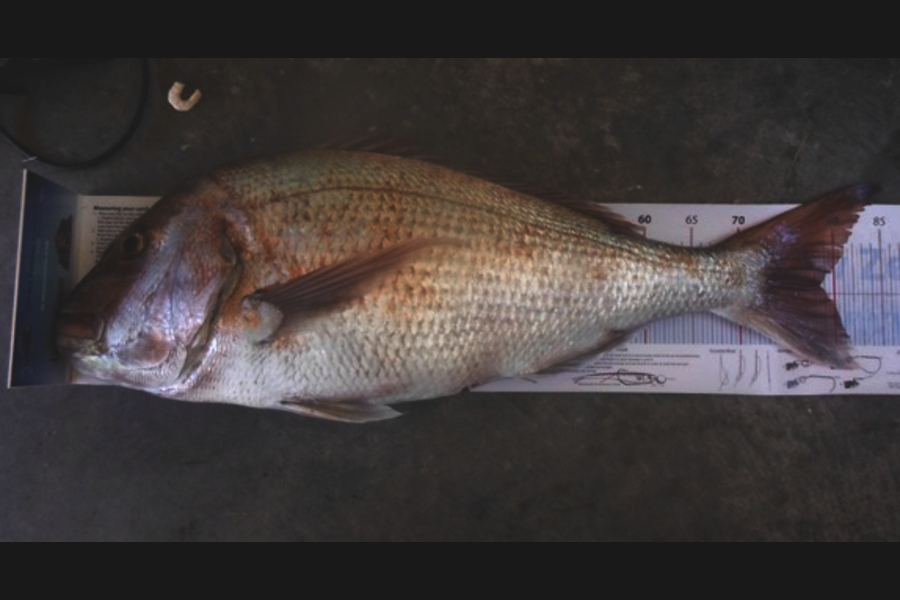Gary Pantling caught this 78.0cm Snapper at Cable Bay during The Export NZ Fishing Competition