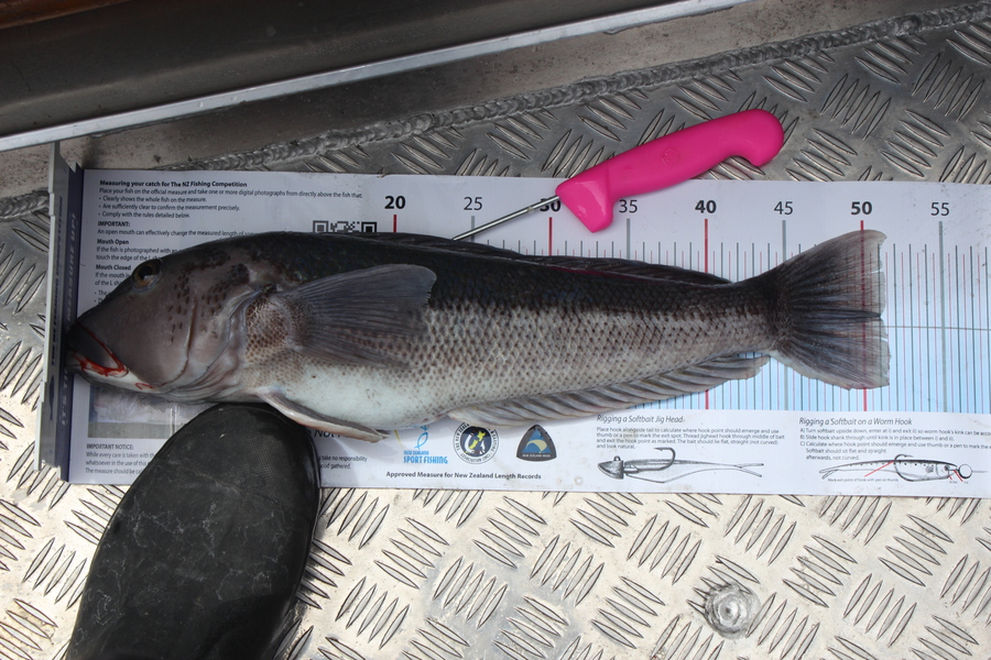 Mark Cotton caught this 51.0cm Blue Cod at Durville Island during The Export NZ Fishing Competition