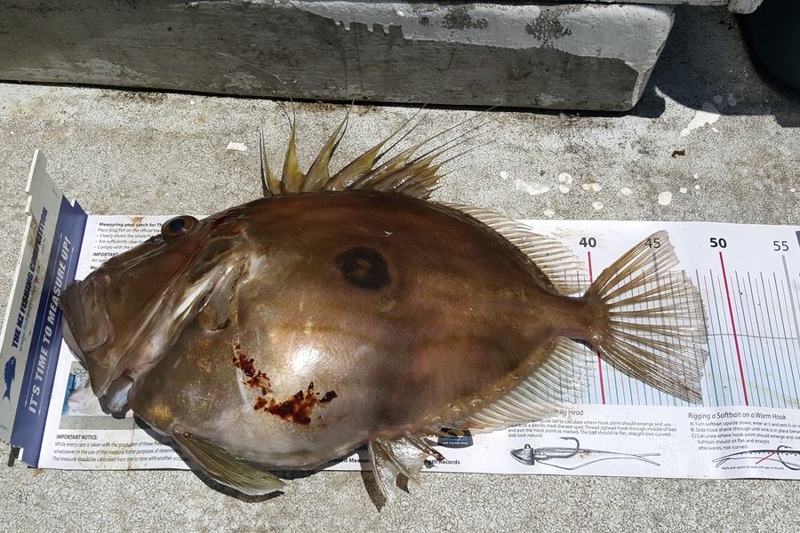 Sabin Arackal caught this 48.0cm John Dory at leigh during The Export NZ Fishing Competition