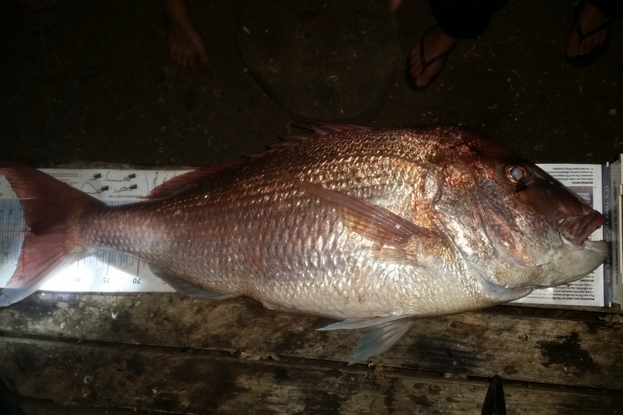 Mark Sorensen caught this 89.0cm Snapper at BOI during The Export NZ Fishing Competition