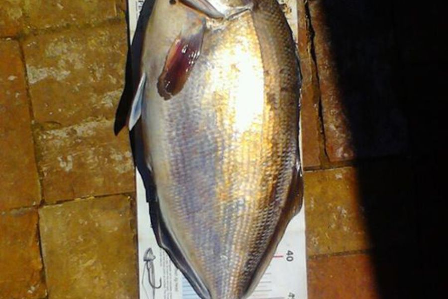 Ollie Gale caught this 52.0cm Blue Moki at banks peninsula during The Export NZ Fishing Competition