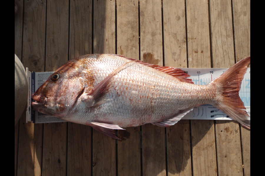 Geoff Preston caught this 80.0cm Snapper at Mokau during The Export NZ Fishing Competition