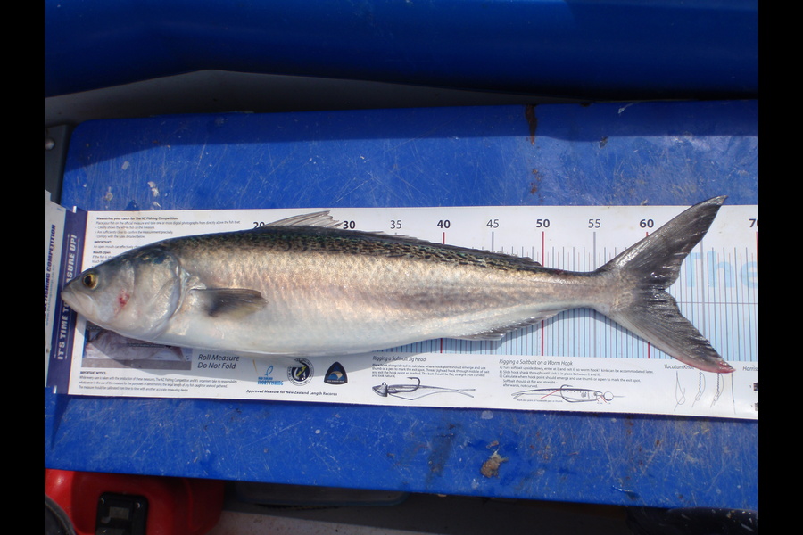 Geoff Preston caught this 61.5cm Kahawai at Mokau during The Export NZ Fishing Competition