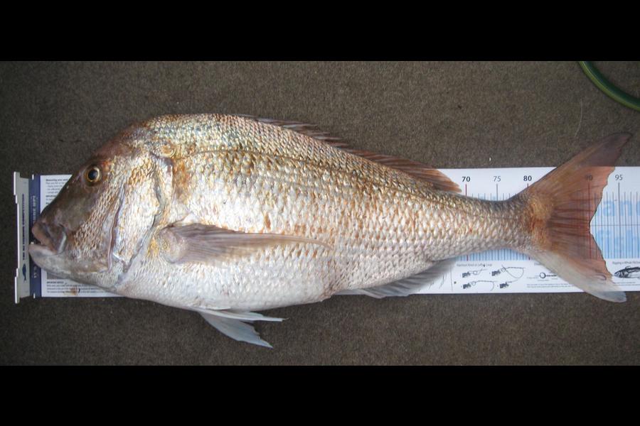 Clinton Barnes caught this 90.0cm Snapper at BOI during The Export NZ Fishing Competition