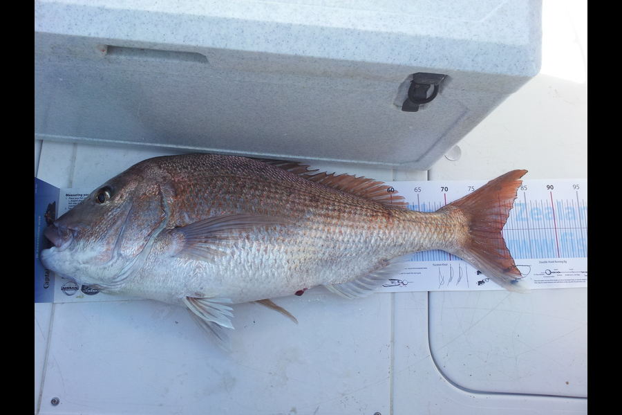 Brian Grey caught this 79.5cm Snapper at Kawau during The Export NZ Fishing Competition
