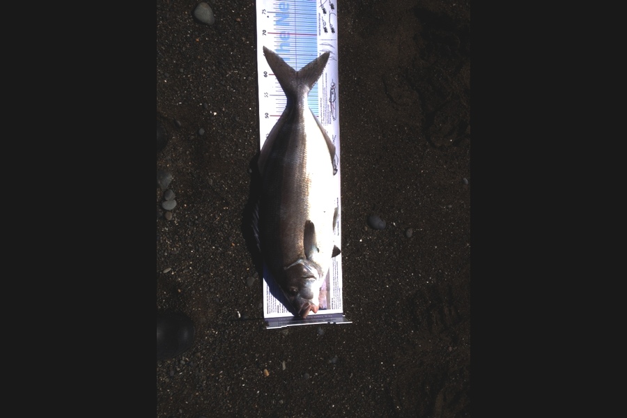 Peter Jones caught this 61.0cm Blue Moki at marlborough during The Export NZ Fishing Competition