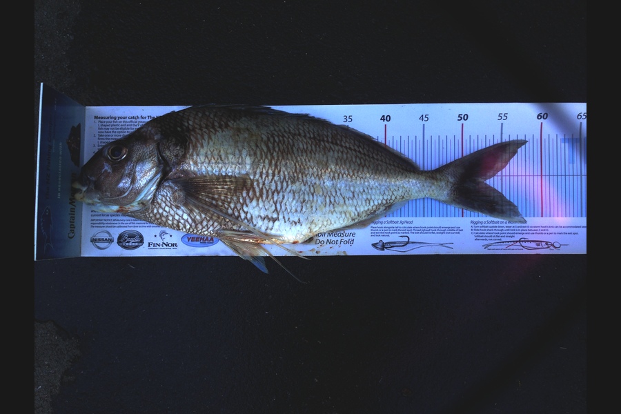 Mike Foothead caught this 52.5cm Tarakihi at Kapiti during The Export NZ Fishing Competition