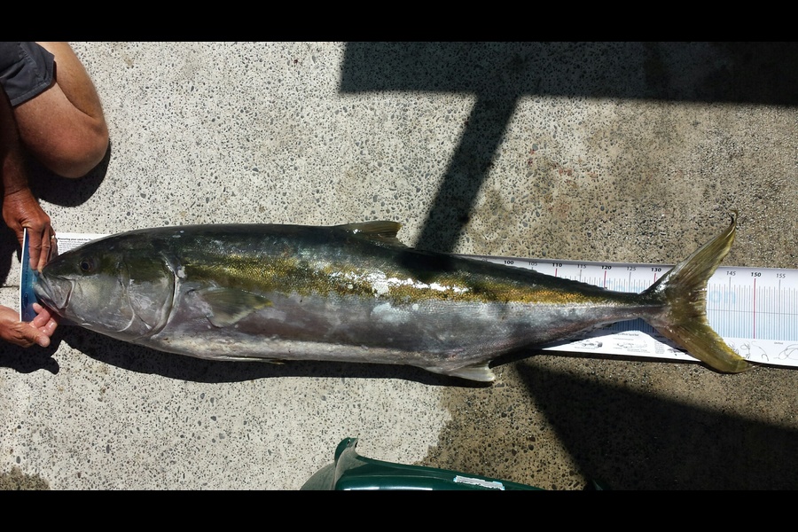 Doug Gray caught this 140.0cm Kingfish at Gisborne during The Export NZ Fishing Competition