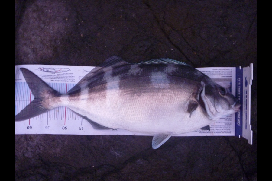 Jay Harland caught this 59.0cm Blue Moki at Banks Peninsula during The Export NZ Fishing Competition