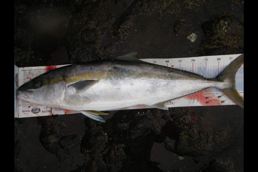 michael Jenkins caught this 86.0cm Kingfish at Auckland west coast during The Export NZ Fishing Competition