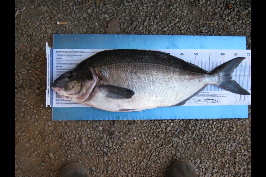 Fred Southerwood caught this 62.5cm Blue Moki at Kapiti coast during The Export NZ Fishing Competition