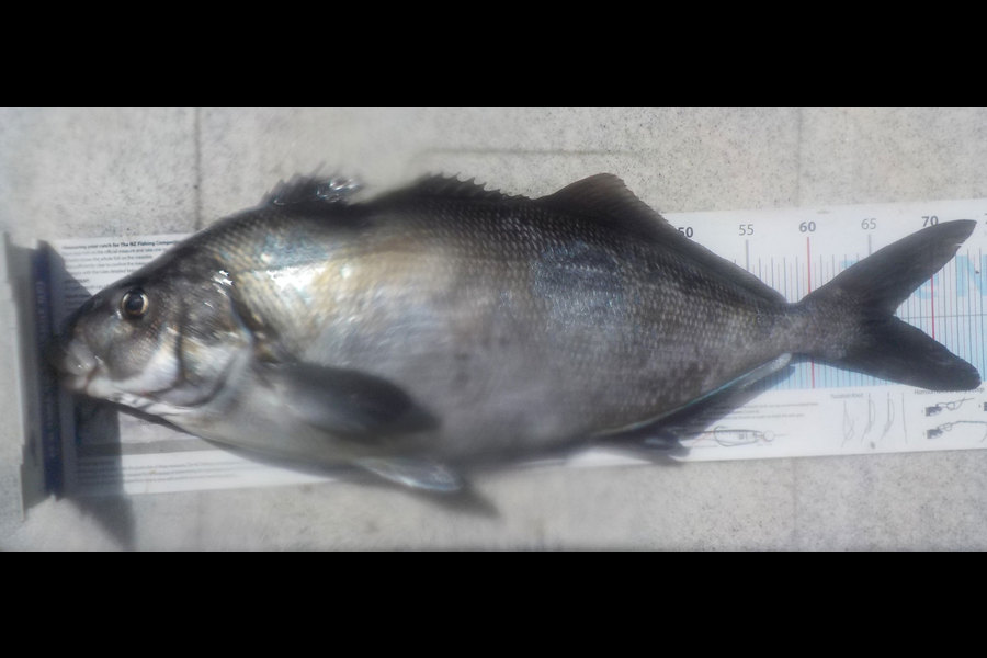 Jeremy Arnold caught this 66.5cm Blue Moki at Bluff during The Export NZ Fishing Competition