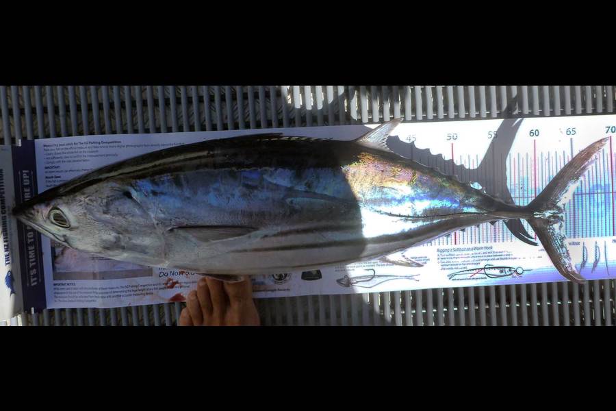Sam  Jones caught this 63.5cm Skipjack at Whakatane during The Export NZ Fishing Competition