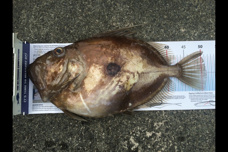 Dave  Duncan caught this 51.5cm John Dory at SE Kapiti Island  during The Export NZ Fishing Competition