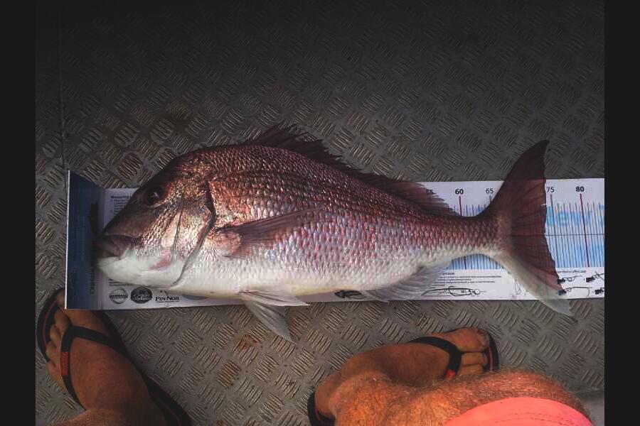 Ian Miller caught this 73.5cm Snapper at Horn Rock during The Export NZ Fishing Competition