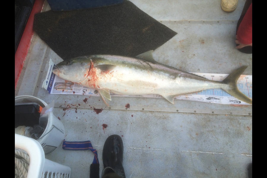 Roger Colville caught this 114.0cm Kingfish at durville island during The Export NZ Fishing Competition