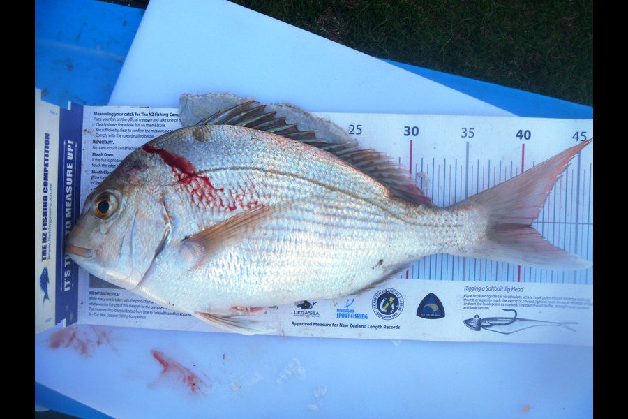 Matthew Alexander caught this 40.5cm Snapper at Shelly Beach, Kaipara Harbour during The Export NZ Fishing Competition