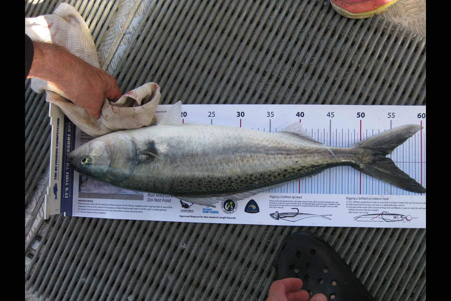 Nicholas shepherd caught this 53.5cm Kahawai at Oakura, Taranaki during The Export NZ Fishing Competition