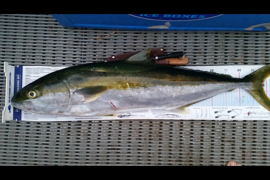 Mark Sorensen caught this 88.5cm Kingfish at BOI during The Export NZ Fishing Competition