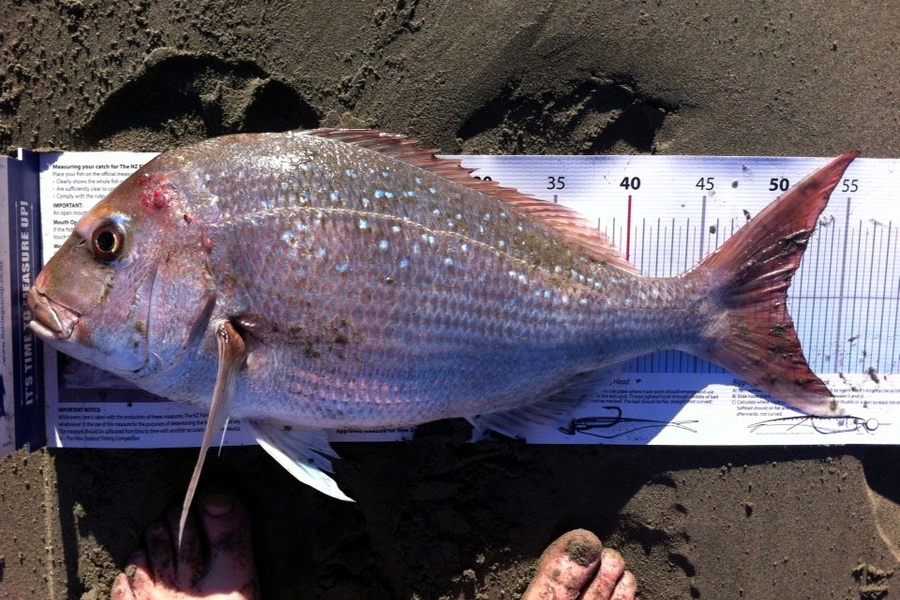 Clayton Hancock caught this 51.0cm Snapper at Himatangi, Manawatu during The Export NZ Fishing Competition