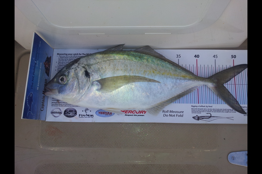 Jon   Mayne caught this 46.5cm Trevally at Welly West Coast during The Export NZ Fishing Competition