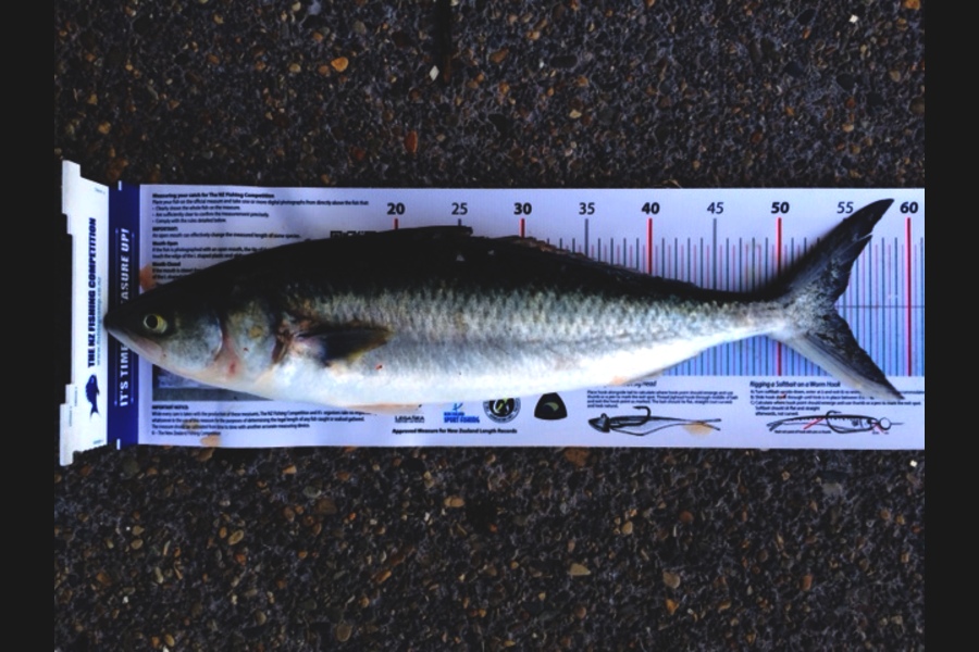 Dave Johnson caught this 54.0cm Kahawai at Waiheke during The Export NZ Fishing Competition