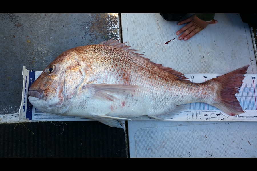 Gavin Henderson caught this 82.0cm Snapper at kapiti during The Export NZ Fishing Competition