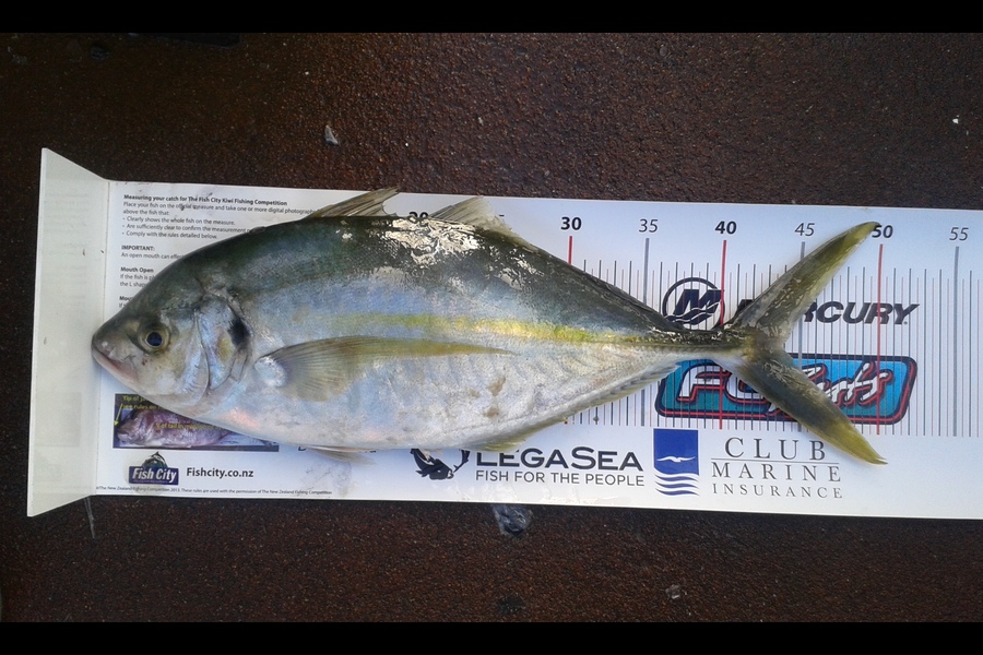 Mathew Goodall caught this 43.5cm Trevally at Mayor Island during The Export NZ Fishing Competition