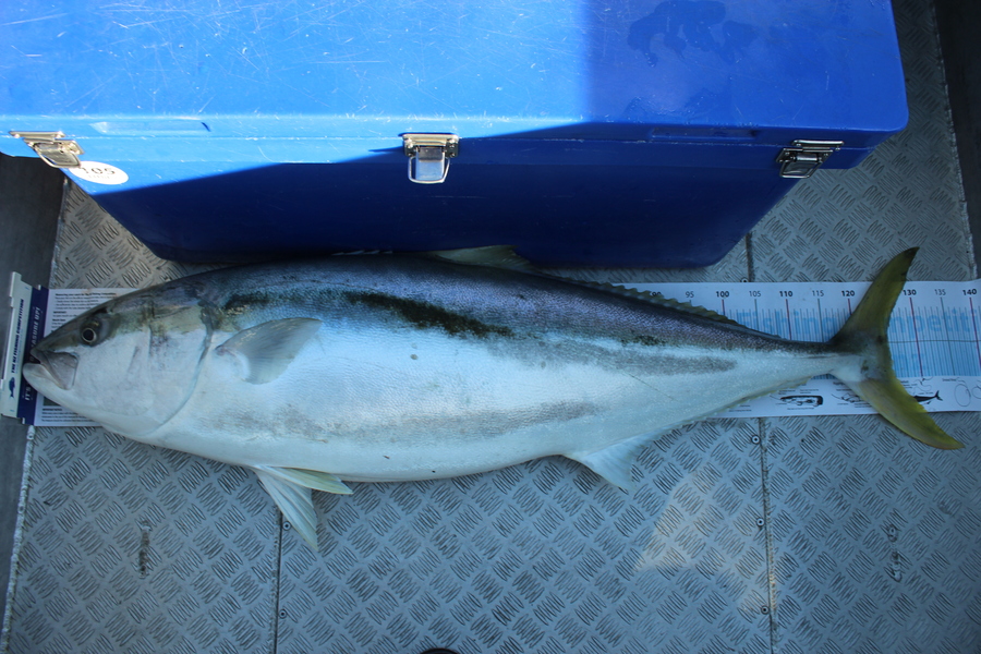 Mark Cotton caught this 125.5cm Kingfish at D'urville Island during The Export NZ Fishing Competition