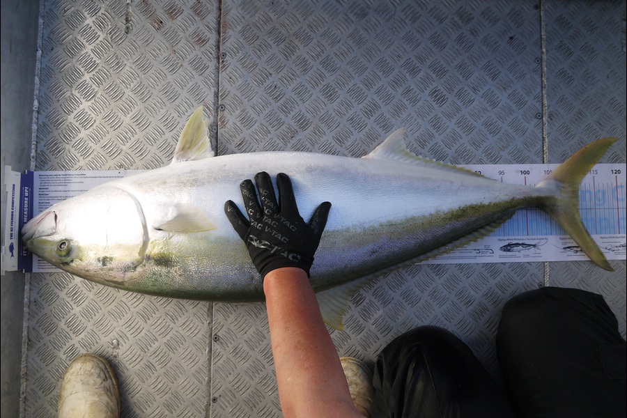 Jesse Crasborn caught this 111.5cm Kingfish at D'Urville Island during The Export NZ Fishing Competition