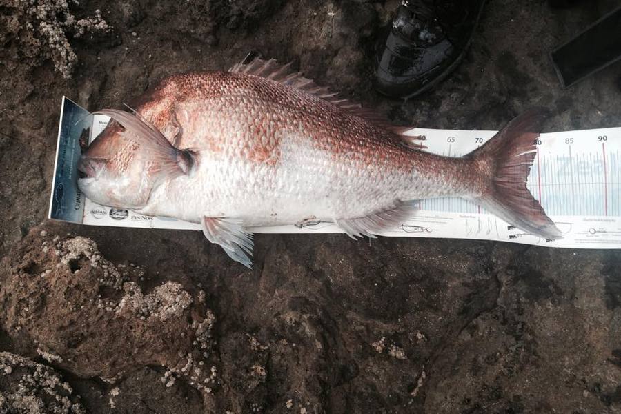 Ross McNaughton caught this 78.0cm Snapper at Whangarei during The Export NZ Fishing Competition