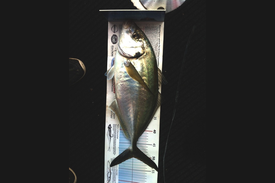 Julius Kolk caught this 50.0cm Trevally at Tauranga harbour during The Export NZ Fishing Competition